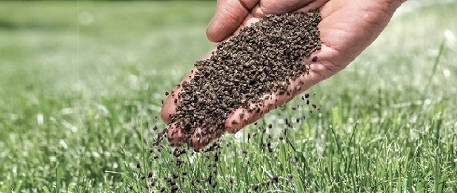 Speelgazon bemesten voor sterke en gezonde grasmat