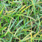 Bladvlekziekte in gazon, gazonziekten