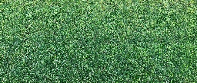 Dichte grasmat van een sterk speelgazon