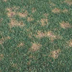 Dollarspot in gazon, gazonziekten