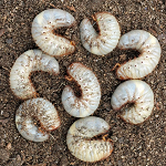 Engerlingen in gazon