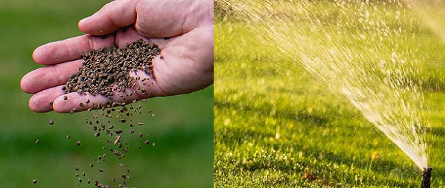 Aanlegbemesting strooien en graszoden sproeien na aanleg van een nieuw gazon