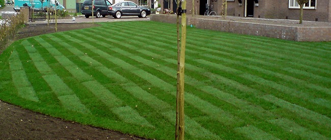 Strak en gezond gazon na het leggen van graszoden