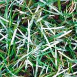 Meeldauw in gazon, gazonziekten