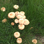 Paddenstoelen in het gazon