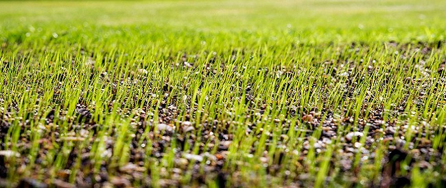 Graszaad speelgazon net na ontkiemen