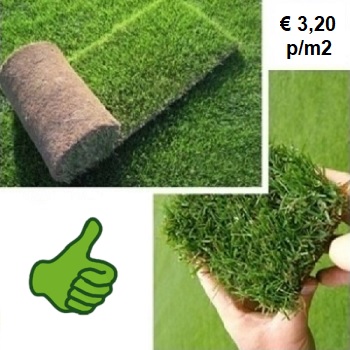 Premium speelgras graszoden voor een sterk speelgazon