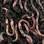 regenwormen in gazon