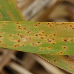 Bruine vlekkenroest in gazon, gazonziekten