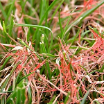 Rooddraad in gazon, gazonziekten