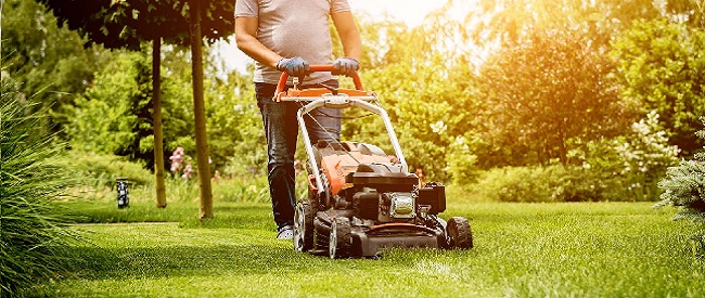 Onderhoud schaduwgazon of schaduwgras