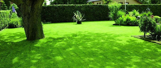 schaduwrijk gazon met dichte grasmat