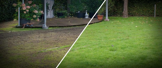 Doorzaaien van schaduwgras met graszaad