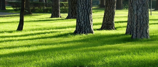 Graszaad, schaduwgras in opkomst onder bomen
