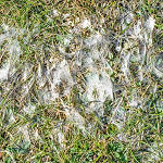Sneeuwschimmel in gazon, gazonziekten