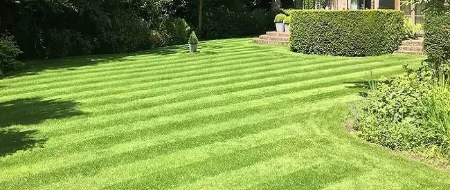Sterke en dichte grasmat na het zaaien en onderhouden van een speelgazon