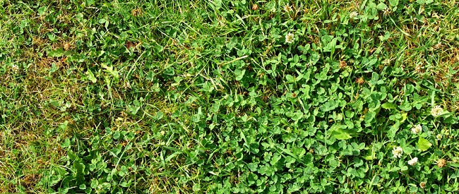 Gazon met veel onkruid en kale plekken, niet meer te herstellen