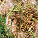 Voetrot in gazon, gazonziekten