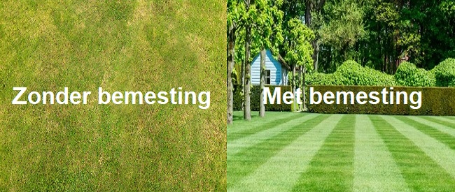 Waarom het gazon bemesten